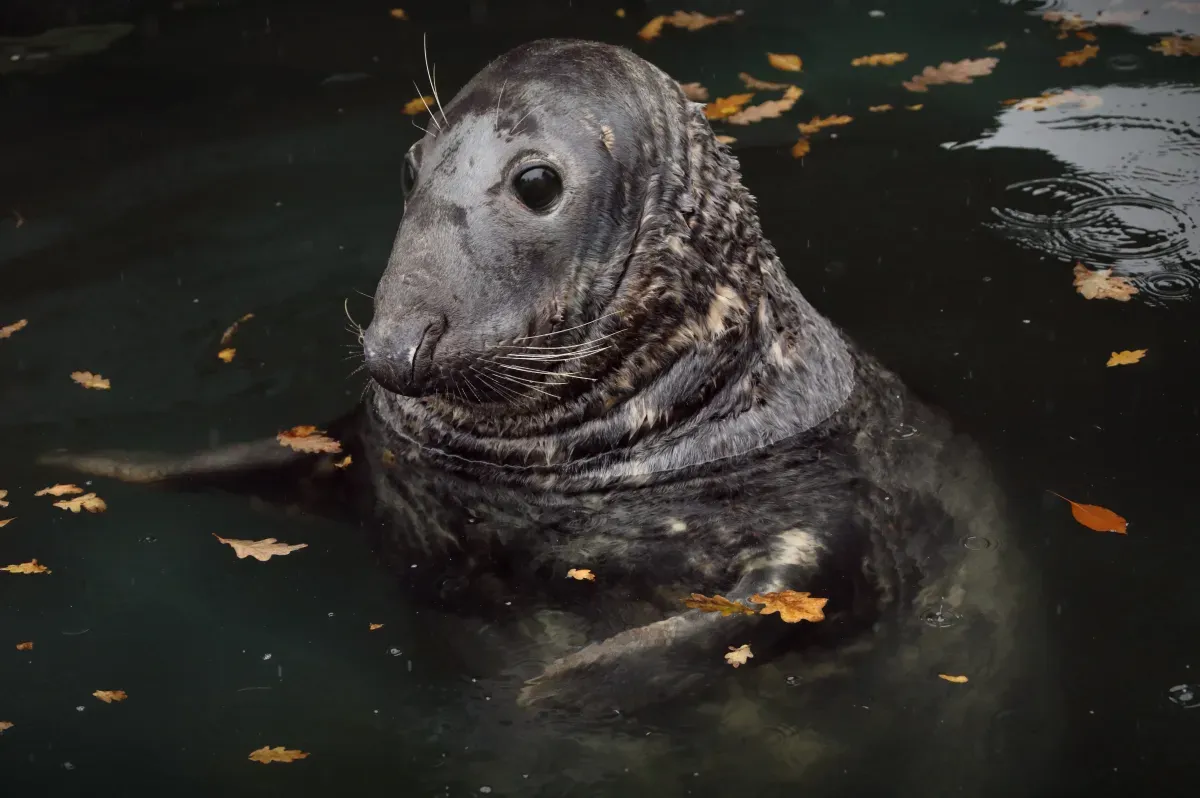 Cornish Seal Sanctuary